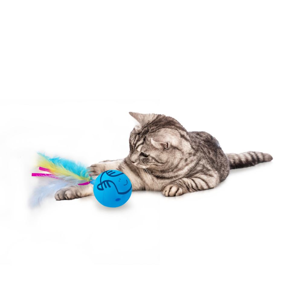 AFP Mordern cat - Dizzy Spinner