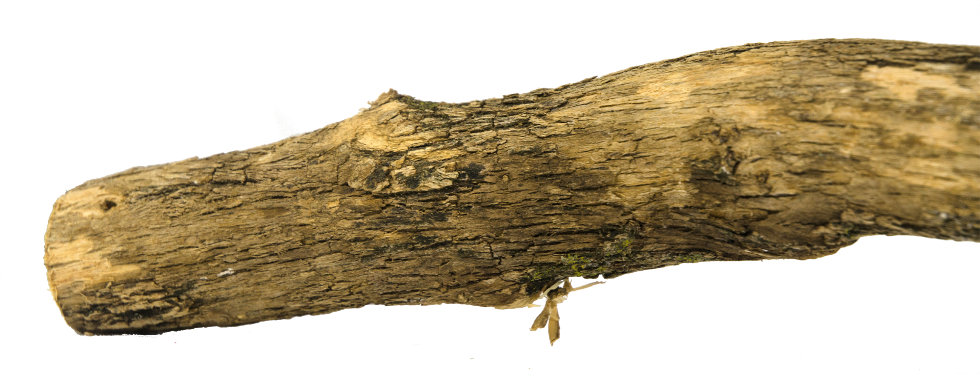 Birrdeeez Natural Sekelbos Perch 30cm