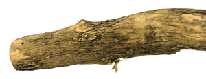 Birrdeeez Natural Sekelbos Perch 30cm