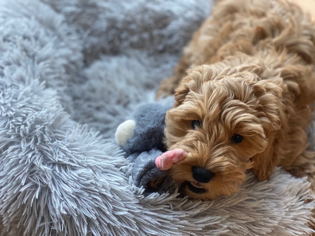 Bunny Puppy Crunchy Knot