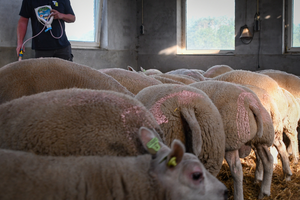 Clik 5% Pour-On REG NL URA