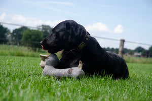 Country Dog Daisy