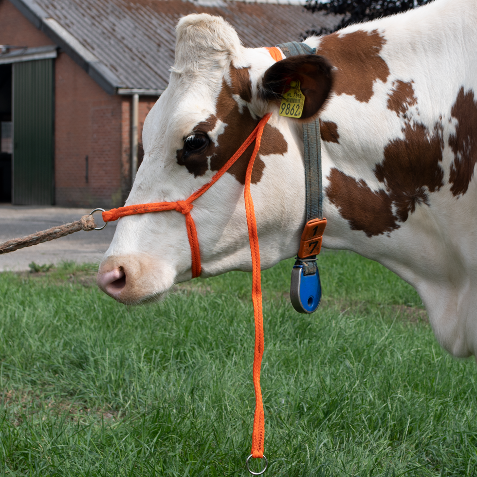 Halster Koe groot verstelbaar breed oranje