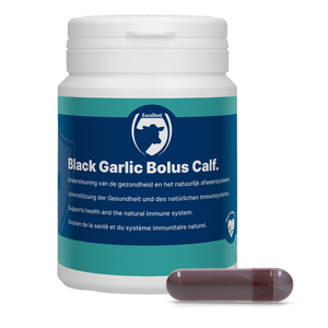 Black Garlic Bolus Calf