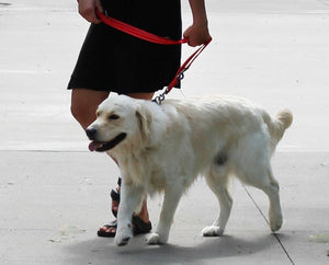 KONG Adjustable leash M Red