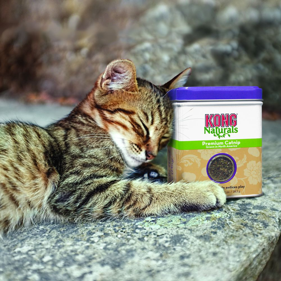 KONG Catnip Premium (1oz/28,35g)