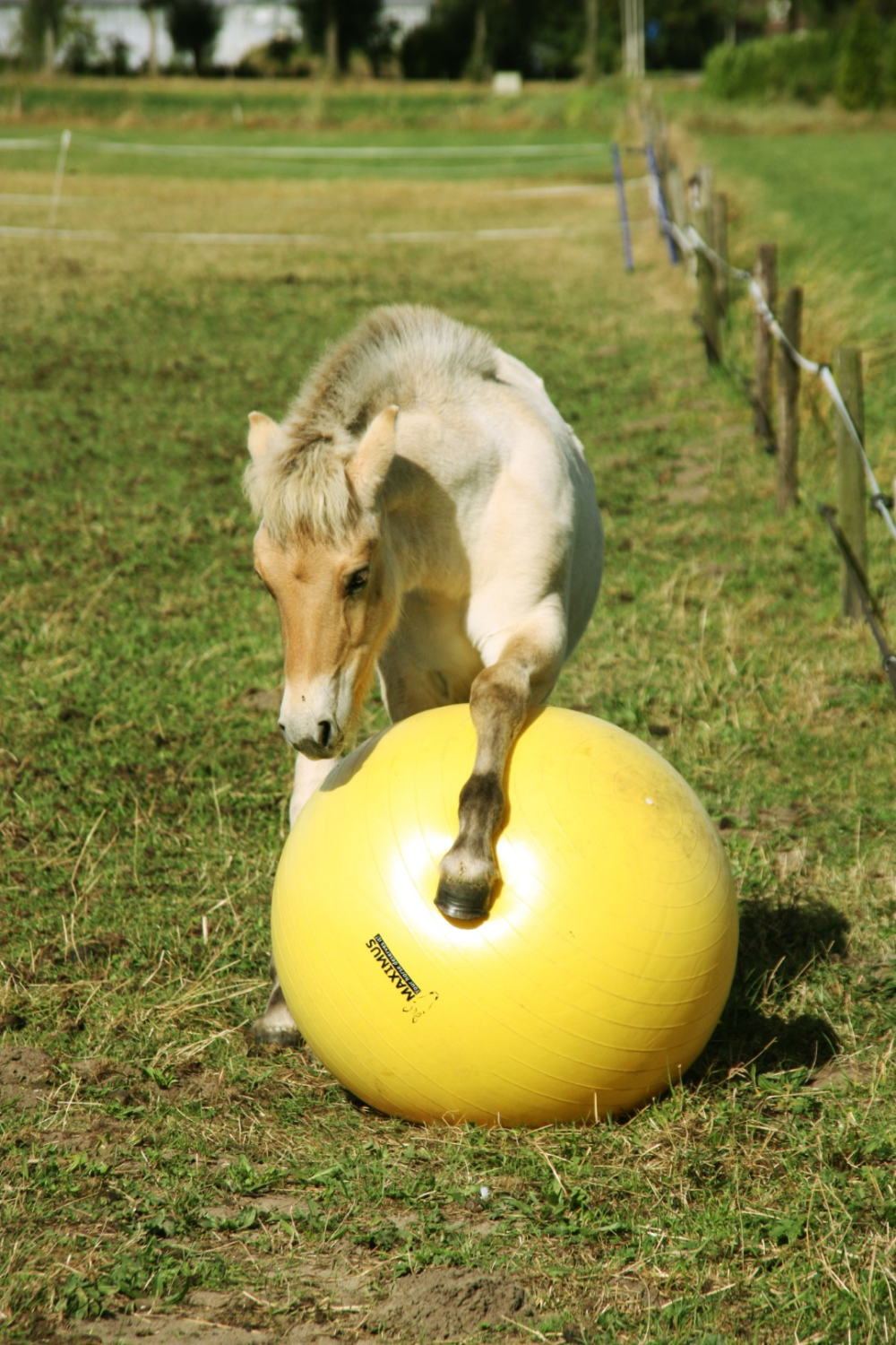 Maximus Power Play Ball 100cm