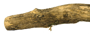 Birrdeeez Natural Sekelbos Perch 50cm