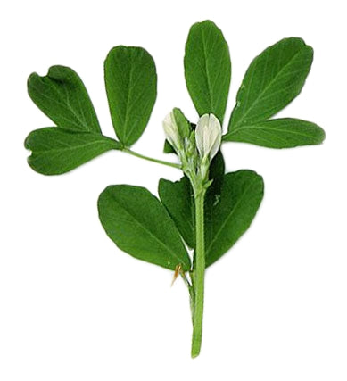 Fenugreek (Fenegriek)