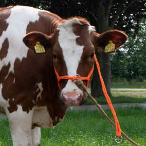 Halster Pink verstelbaar breed oranje