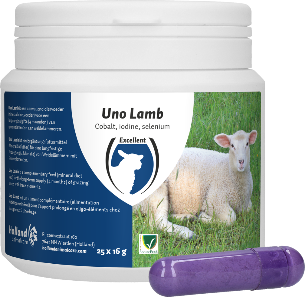 UNO Lamb