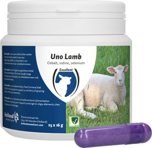 UNO Lamb